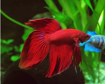 Петушок вуалехвостый (Betta Splendens var.)