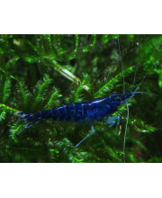 Креветка синяя (Neocaridina davidi var) Креветка синяя (Neocaridina davidi var)