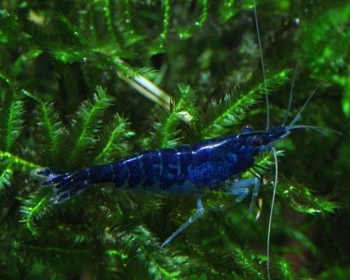 Креветка синяя (Neocaridina davidi var)