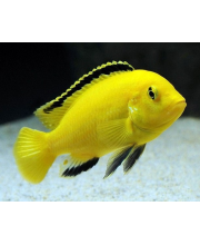Лабидохромис Еллоу (Labidochromis caeruleus) Лабидохромис Еллоу (Labidochromis caeruleus)