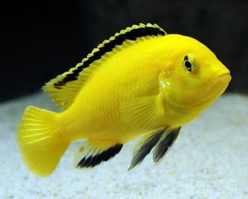 Лабидохромис Еллоу (Labidochromis caeruleus)