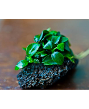 Анубиас нана крошечный (Anubias nana petite)