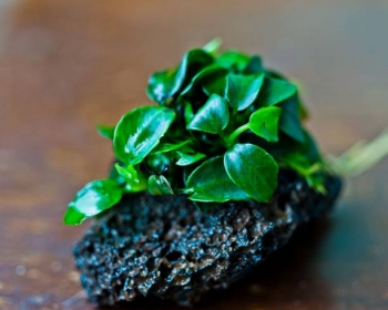 Анубиас нана крошечный (Anubias nana petite)
