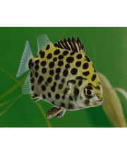 Скатофагус аргус (Scatophagus argus) Скатофагус аргус (Scatophagus argus)