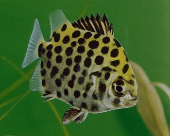 Скатофагус аргус (Scatophagus argus)
