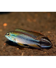Апистограмма Агассица голубая (Apistogramma agassizii)