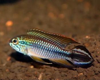 Апистограмма Агассица голубая (Apistogramma agassizii)