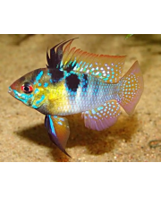 Апистограмма Рамирези (Microgeophagus ramirezi) Апистограмма Рамирези (Microgeophagus ramirezi)