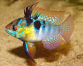 Апистограмма Рамирези (Microgeophagus ramirezi)