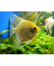 Скалярия золотая (Pterophyllum scalare var.) Скалярия золотая (Pterophyllum scalare var.)