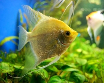Скалярия золотая (Pterophyllum scalare var.)