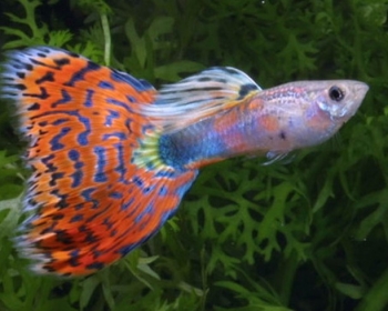 Гуппи Мозайка красно-синяя самцы (Poecilia reticulata var.)