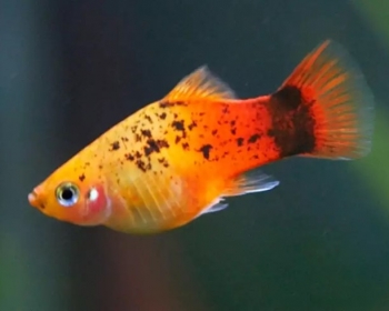 Пецилия Оранжевая ситцевая (Xiphophorus maculatus var.)