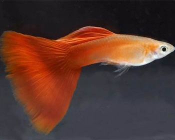 Гуппи Московская красная самцы (Poecilia reticulata var.)