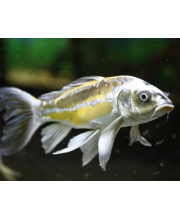 Карп кои вуалевый (Carassius auratus var.) Карп кои вуалевый (Carassius auratus var.)