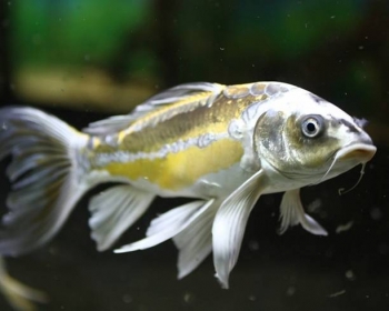 Карп кои вуалевый (Carassius auratus var.)
