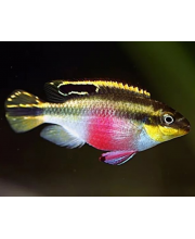 Пельвикохромис Пульхера (Pelvicachromis pulcher) Пельвикохромис Пульхера (Pelvicachromis pulcher)