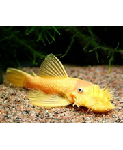 Анциструс обыкновенный золотой (Ancistrus dolichopterus var.)