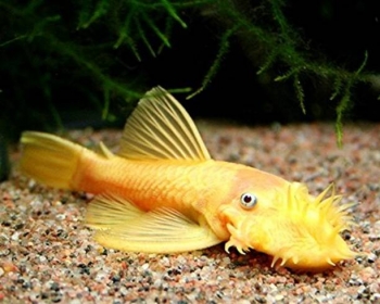 Анциструс обыкновенный золотой (Ancistrus dolichopterus var.)