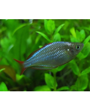Меланотения неоновая (Melanotaenia praecox) Меланотения неоновая (Melanotaenia praecox)