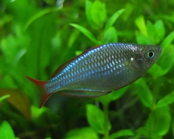 Меланотения неоновая (Melanotaenia praecox)