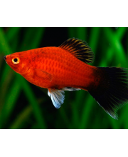 Пецилия редиска (Xiphophorus maculatus var.) Пецилия редиска (Xiphophorus maculatus var.)