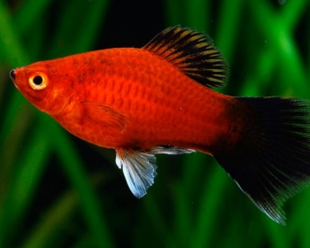 Пецилия редиска (Xiphophorus maculatus var.)