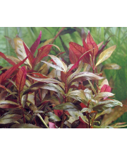 Альтернантера розовая (Alternanthera rosaefolia) Альтернантера розовая (Alternanthera rosaefolia)