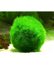 Кладофора M (Cladofora) Кладофора M (Cladofora)