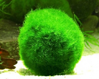 Кладофора M (Cladofora)