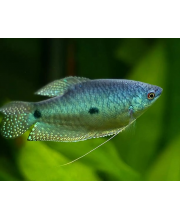 Гурами пятнистый (Trichogaster trichopterus var.) Гурами пятнистый (Trichogaster trichopterus var.)