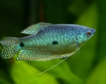Гурами пятнистый (Trichogaster trichopterus var.)