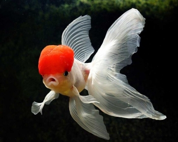 Оранда красная шапочка (Carassius auratus var.)