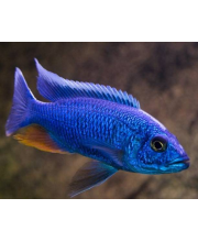 Хаплохромис васильковый (Sciaenochromis fryeri) Хаплохромис васильковый (Sciaenochromis fryeri)