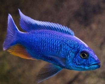 Хаплохромис васильковый (Sciaenochromis fryeri)