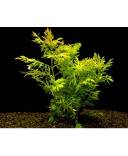 Гигрофила Синнема (Hygrophila difformis) Гигрофила Синнема (Hygrophila difformis)