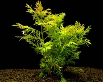 Гигрофила Синнема (Hygrophila difformis)