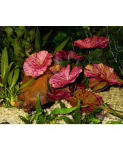 Нимфея красная (Nymphaea lotus red) Нимфея красная (Nymphaea lotus red)
