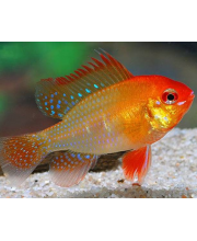 Апистограмма Рамирези золотая (Microgeophagus ramirezi)
