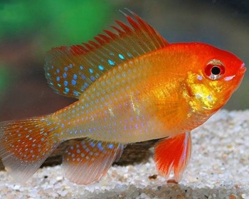 Апистограмма Рамирези золотая (Microgeophagus ramirezi)