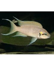 Принцесса Бурунди (Neolamprologus brichardi) Принцесса Бурунди (Neolamprologus brichardi)