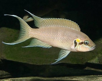 Принцесса Бурунди (Neolamprologus brichardi)
