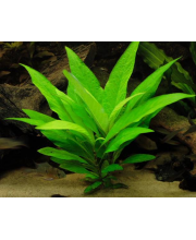 Гигрофила лимонник (Hygrophila corymbosa) Гигрофила лимонник (Hygrophila corymbosa)