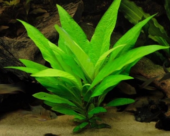 Гигрофила лимонник (Hygrophila corymbosa)