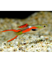 Гуппи Эндлера самцы (Poecilia wingei var.) Гуппи Эндлера самцы (Poecilia wingei var.)