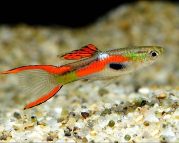 Гуппи Эндлера самцы (Poecilia wingei var.)