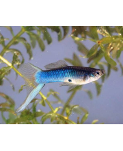 Гуппи Японский синий меч самцы (Poecilia reticulata var.)