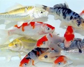 Карп кои бриллиантовый (Carassius auratus var.)