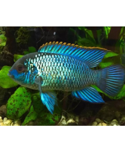 Нанакара блю неон (Nannacara Neon Blue) Нанакара блю неон (Nannacara Neon Blue)