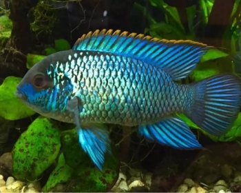 Нанакара блю неон (Nannacara Neon Blue)